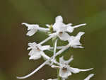 Snowy orchid